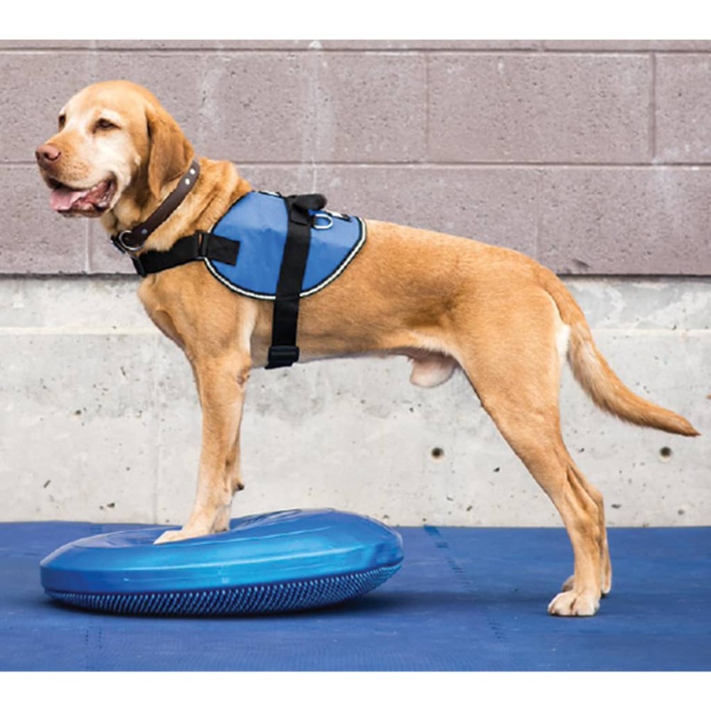 FitPAWS Δίσκος Ισορροπίας Κατοικιδίου 36 εκ. Μπλε